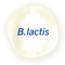 B. LACTIS B. LACTIS